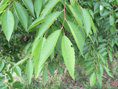 Zelkova serrata