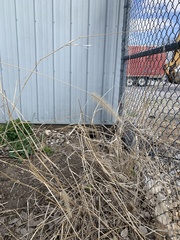 Setaria viridis major