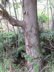 Zelkova serrata