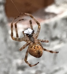Araneus diadematus
