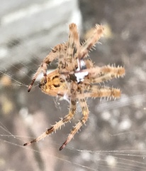 Araneus diadematus