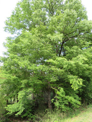 Zelkova serrata