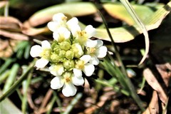 Triphysaria floribunda
