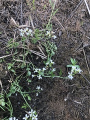 Cardamine penduliflora