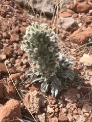 Oreocarya virginensis