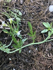 Cardamine penduliflora
