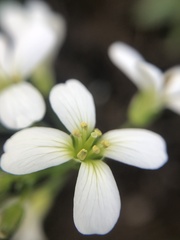 Cardamine penduliflora