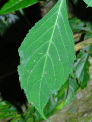 Salvia divinorum