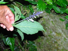 Salvia divinorum