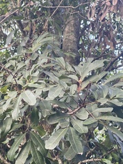 Cupaniopsis parvifolia