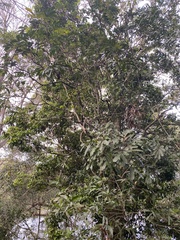 Cupaniopsis parvifolia