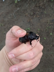 Oryctes rhinoceros