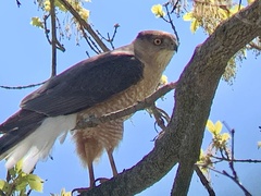 Accipiter cooperii