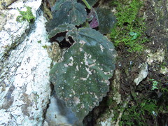 Smithiantha multiflora