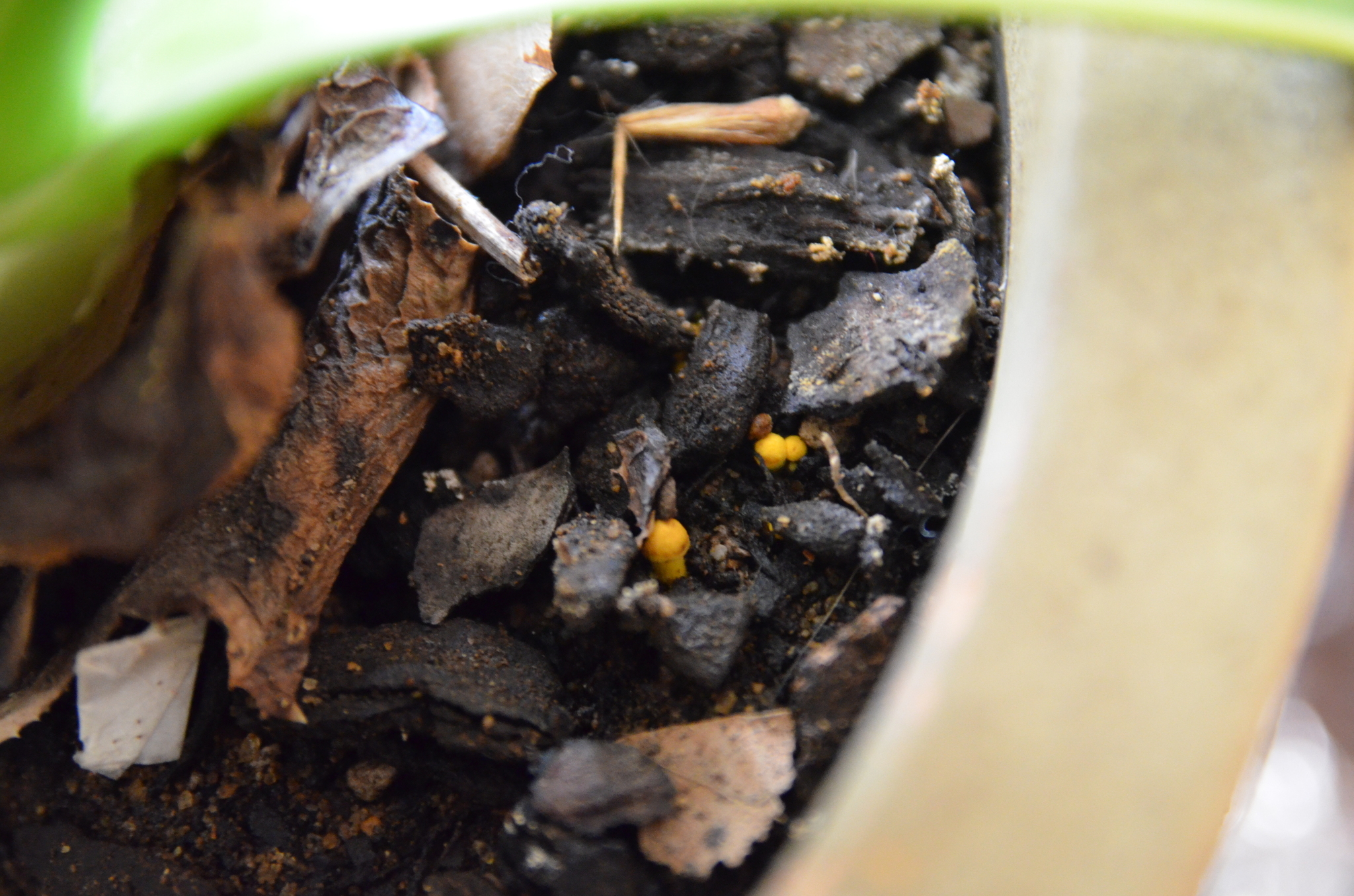 Leucocoprinus birnbaumii image