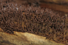 Stemonitopsis