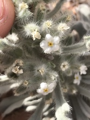 Oreocarya virginensis