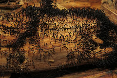 Stemonitopsis