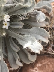 Oreocarya virginensis