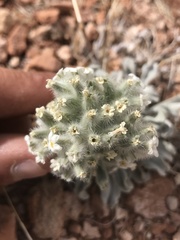 Oreocarya virginensis