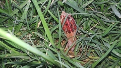 Lysurus mokusin