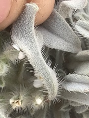 Oreocarya virginensis