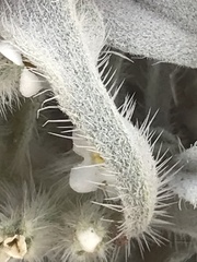 Oreocarya virginensis