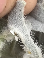 Oreocarya virginensis