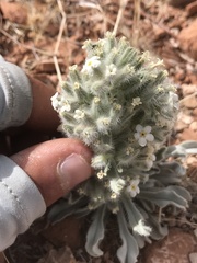 Oreocarya virginensis