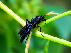 Ichneumon centrator