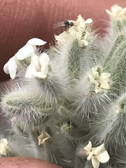 Oreocarya virginensis