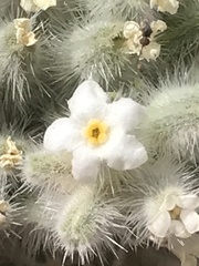 Oreocarya virginensis