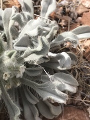 Oreocarya virginensis