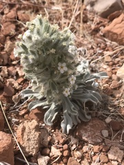 Oreocarya virginensis