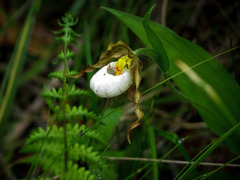 Cypripedium candidum