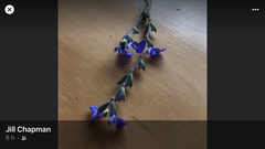 Salvia chamaedryoides