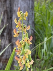 Crotalaria lanceolata lanceolata