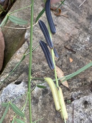 Crotalaria lanceolata lanceolata