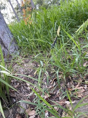 Crotalaria lanceolata lanceolata