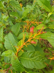 Palicourea crocea