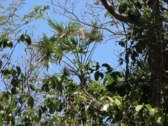 Coccothrinax barbadensis