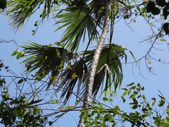 Coccothrinax barbadensis