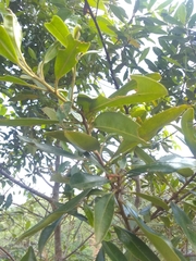 Sideroxylon salicifolium