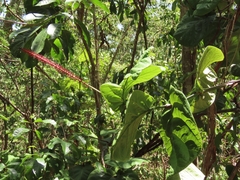 Coccoloba rugosa