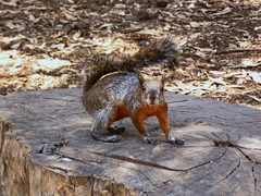 Sciurus aureogaster