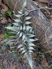 Athyrium niponicum