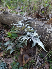 Athyrium niponicum