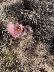 Sclerocactus glaucus