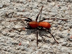 Castianeira alteranda