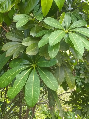 Pachira emarginata A.Rich. 2